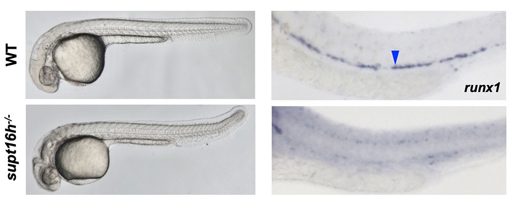 정상 제브라피쉬(WT)와 Supt16h가 결여된 돌연변이(supt16h-/-) 제브라피쉬의 모습 비교(좌) 와 조혈줄기세포 발생 비교(우)