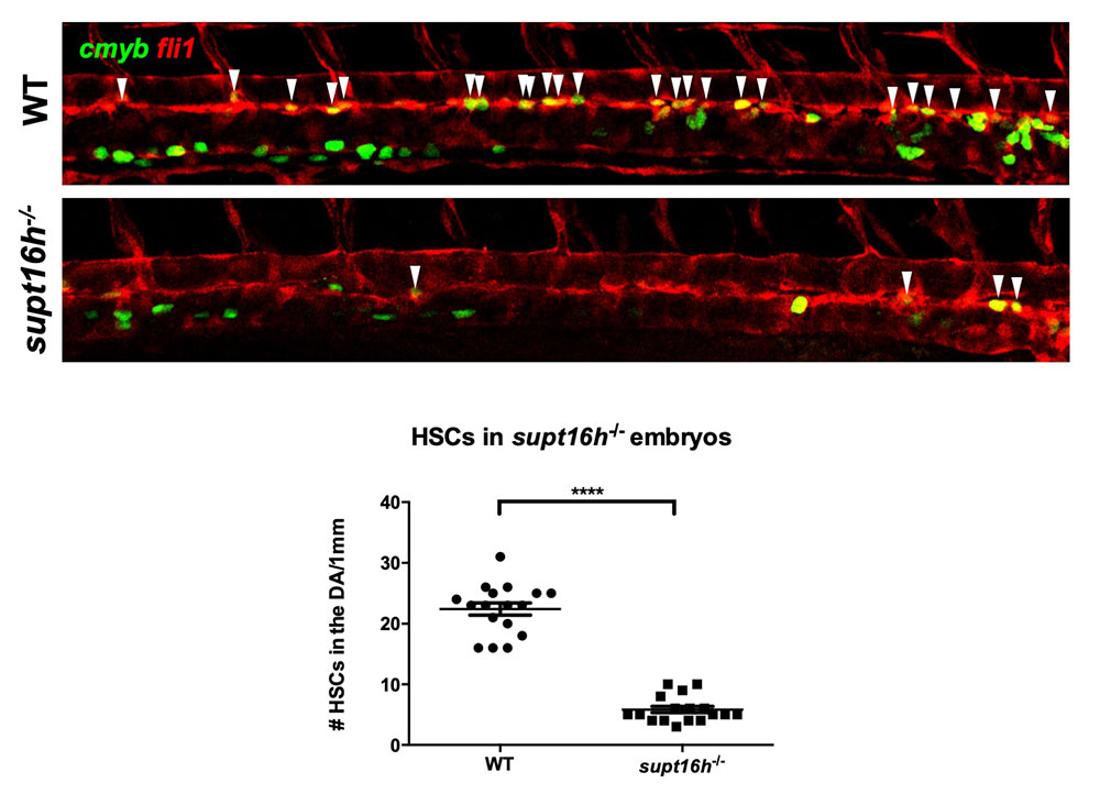 정상 제브라피쉬(WT)와 Supt16h가 결여된 돌연변이 제브라피쉬의 조혈줄기세포 발생 비교