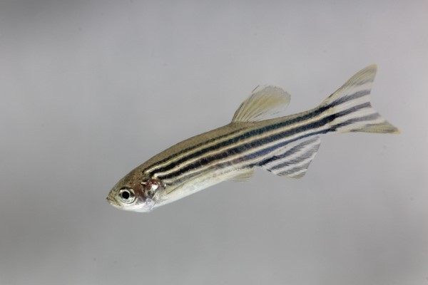 과학자들의 사랑을 듬뿍 받고 있는 제브라피쉬(Zebrafish)