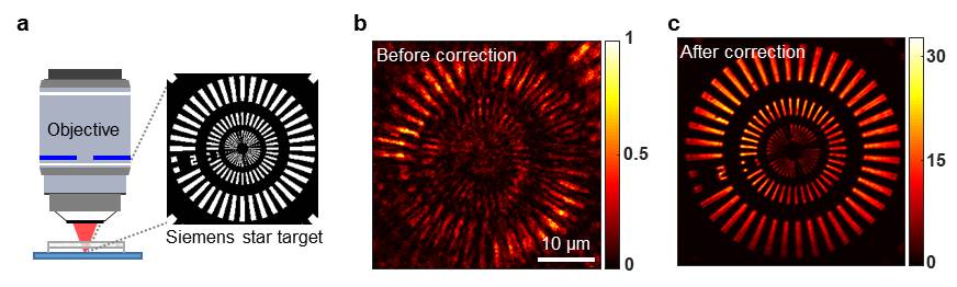 [Figure 2] Comparison test between traditional optical coherence microscopy vs new reflection matrix microscopy