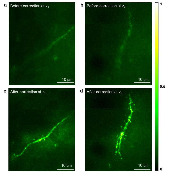 [Figure 3-2] Demonstration of aberration correction in two-photon fluorescence imaging through an intact mouse skull. 