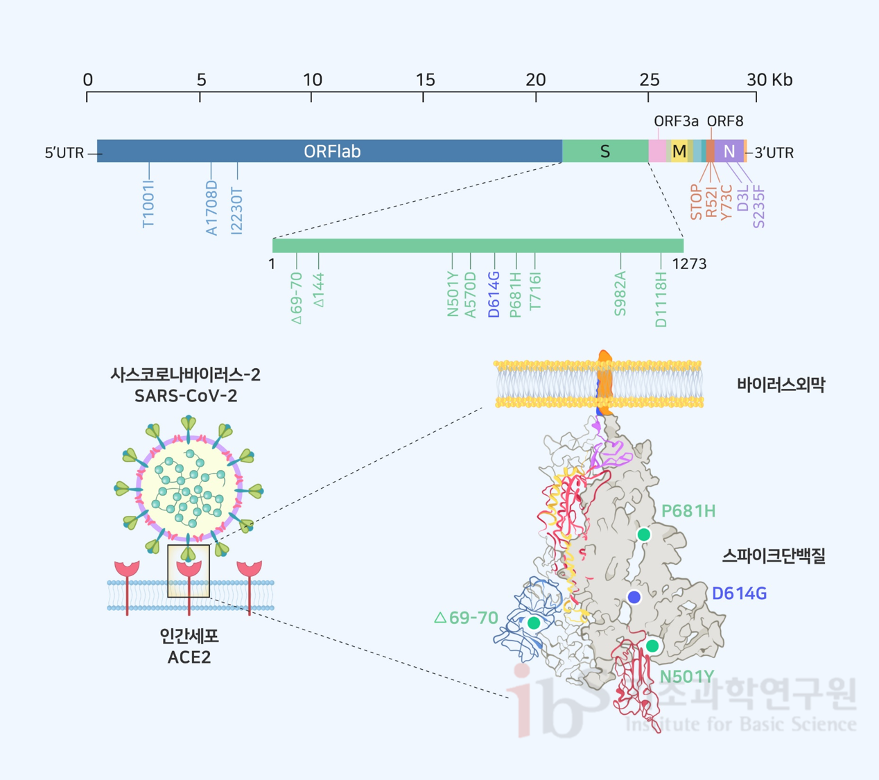 그림1. 영국에서 발생한 B117 사스코로나바이러스-2 변이체와 스파이크 돌연변이 5'UTR ORFlab T1001I A1708D I2230T S 1 69-70 144 N501Y A570D D614G P681H T716I S982A D1118H 1273 ORF3a ORF8 STOP R521 Y73C N D3L S235F 3'UTR 사스코로나바이러스-2 SARS-CoV-2 인간세포 ACE2 바이러스외막 스파이크단백질