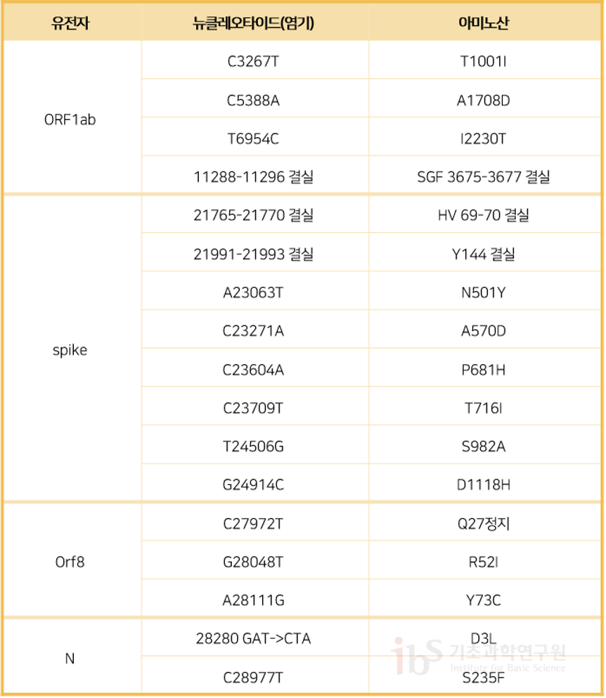 표1. B117 계열에 존재하는 아미노산 치환 및 결실 돌연변이 유전자 뉴클레오타이드(염기) 아미노산
                ORF1ab C3267T T1001I C5388A A1708D T6954C I2230T 11288-11296 결실 SGF 3675-3677 결실
                spike 21765-21770 결실 HV 69-70 결실 21991-21993 결실 Y144 결실 A23063T N501Y C23271A A570D C23604A P681H C23709T T716I T24506G S982A G24914C D1118H
                Orf8 C27972T Q27정지 G28048T R52I A28111G Y73C
                N 28280 GAT CTA D3L C28977T S235F