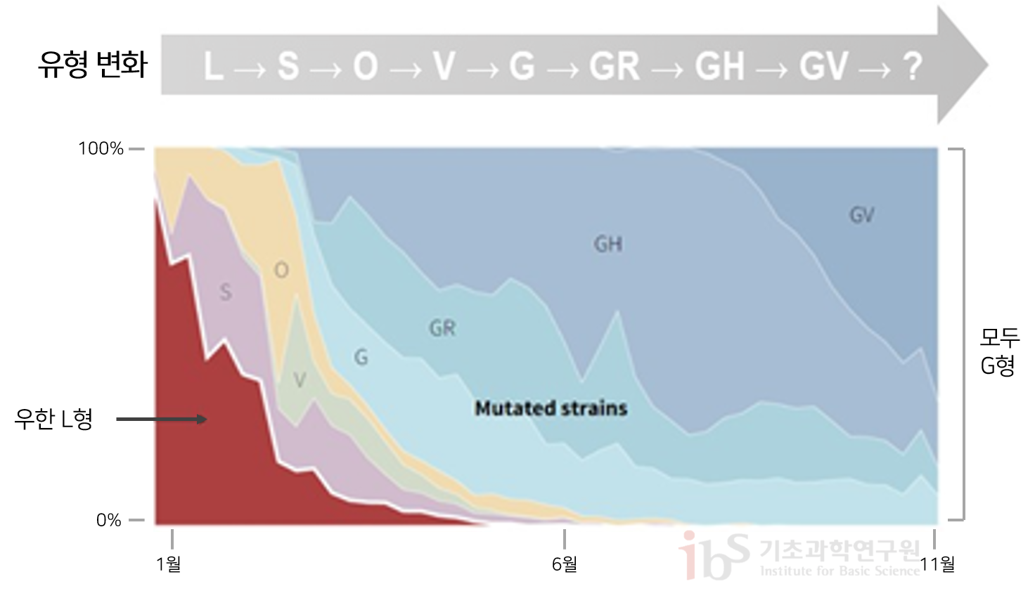 그림2. 사스코로나바이러스-2 돌연변이 추이 사스코로나바이러스 돌연변이 추이를 나타내는 그래프이다.

                유형변화 [L S O V G GR GH GV]
                1월에는 우한 L형, 11월에는 모두 G형에 가깝다.