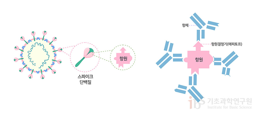 그림 1. 코로나19 바이러스 백신은 인체 면역계가 바이러스의 스파이크 항원을 인식하는 중화 항체를 생성하도록 설계된다. 스파이크 단백질 항원의 다양한 항원결정기에 대하여 각각 특이적인 다클론성 항체가 생성된다.