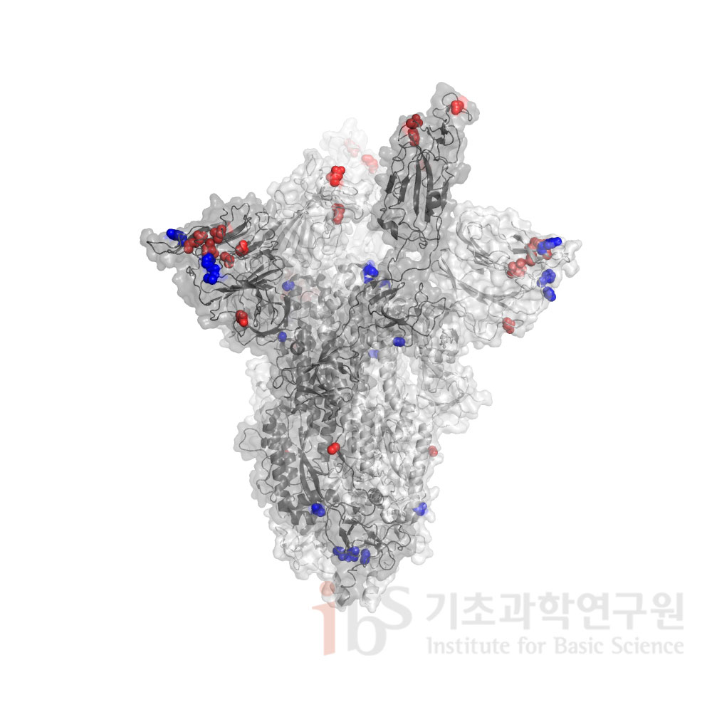 그림 2. 사스코로나바이러스-2의 스파이크 3차원 구조 (PDB code: 7A97)에 표시한 돌연변이 위치. 남아프리카공화국에서 발견된 코로나 바이러스 변이(빨간색)와 영국에서 발견된 코로나 바이러스 변이(파란색)를 비교하면 그 위치가 상당히 다른 것을 볼 수 있다. (Benton DJ, Nature, 2020 Dec;588(7837):327-330)