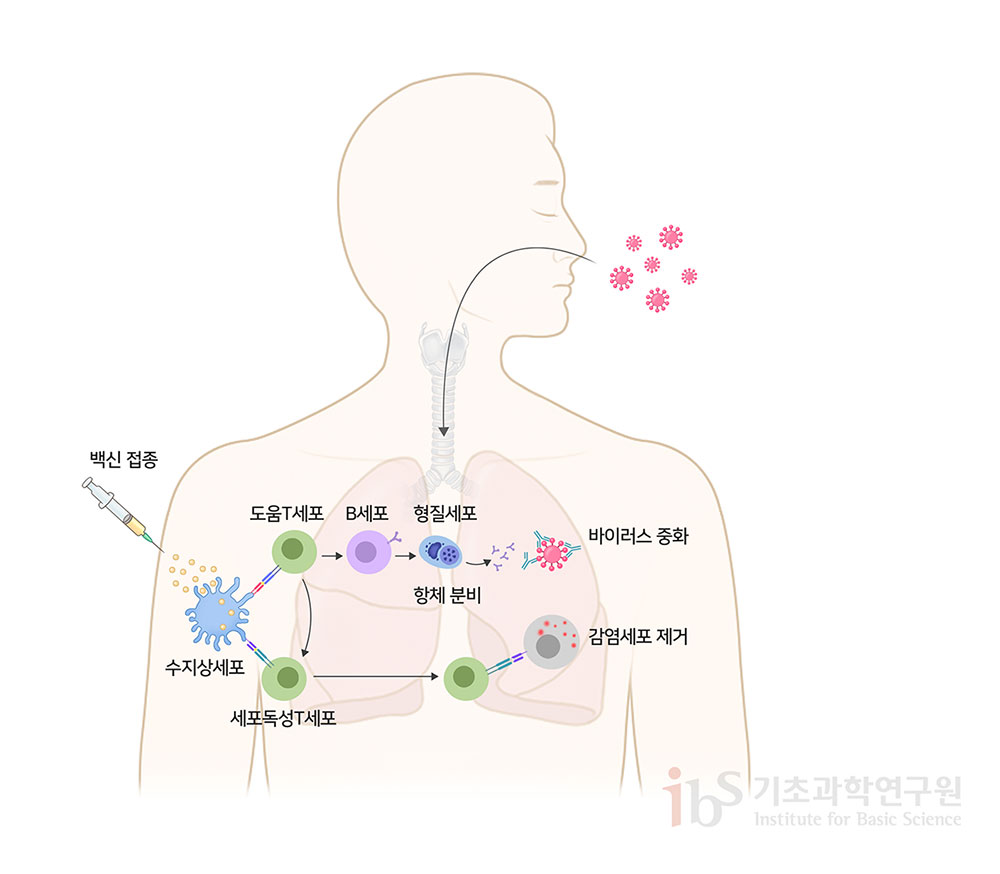 백신투여 이후 면역작용에 의한 감염병 예방 메커니즘. 항원을 포함한 백신이 우리 몸에 투여되면, 수지상세포에 의해 분해된다. 감염된 세포는 세포독성T세포에 의해 제거되고, B세포에서 분화된 형질세포는 항원과 결합하는 항체를 생성해 병원체를 중화하거나 제거한다.