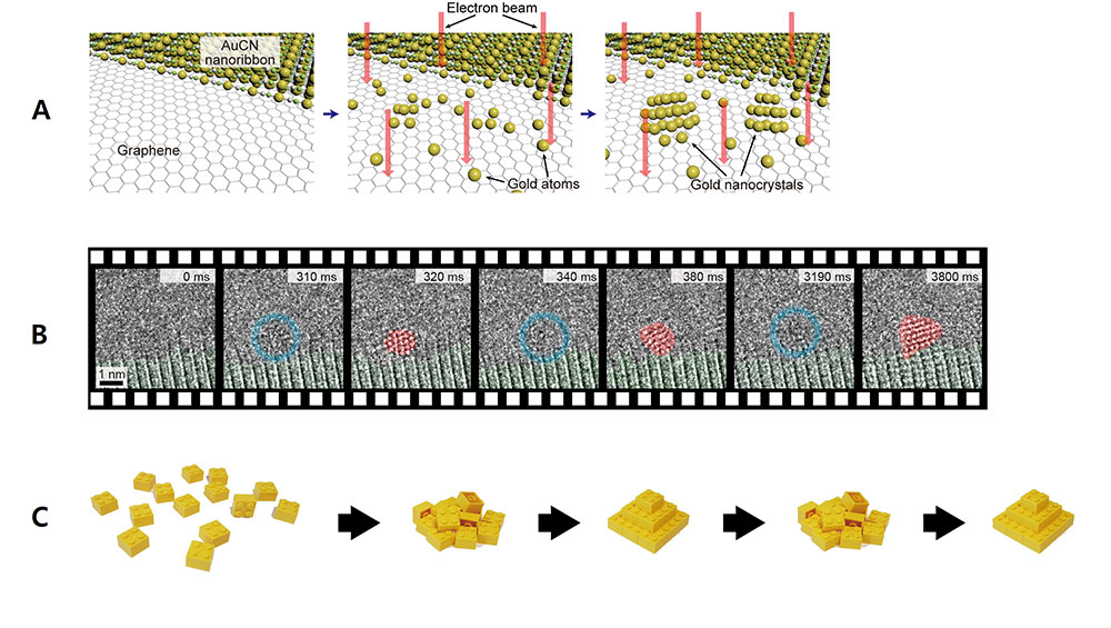 Figure 1. A) The schematics of the experiment. The AuCN nanoribbons on top of a graphene membrane were irradiated with electron beams. This decomposes the ribbons to generate gold atoms, which subsequently nucleate into nanocrystals. B) Still frames of the TEM video at various points of the nucleation process. C) Lego block model representation of transition of the gold nanocrystal structure between disordered and crystalline states.