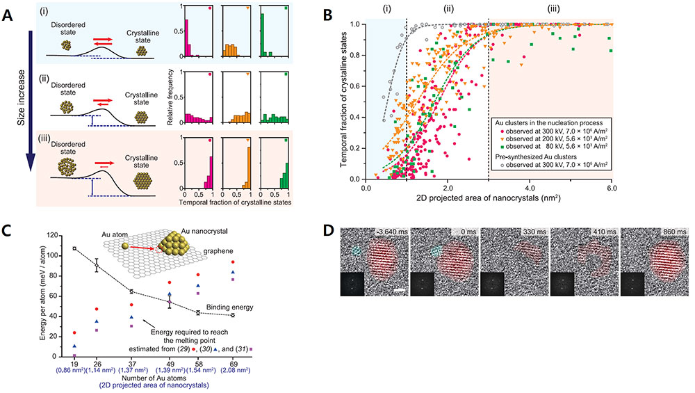Figure 2. A) The new thermodynamic theory behind the nucleation process that the team proposed. The energy barrier between disordered and crystalline state is relatively low when the structure has relatively fewer atoms. The energy barrier increases and the crystalline state becomes more stable as the crystal size increases. B) The fraction of time in which the atoms exist under crystalline state versus the area of the nanocrystals. C) The energy required to reach a depressed melting point versus the number of gold atoms within the crystal. D) Merger between smaller and larger nanocrystals temporarily converts the entire structure back to a disordered state.