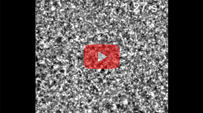 Video 1. The TEM video of gold nanocrystal formation. The video has a temporal resolution of 10 ms and is slowed down by 2x (from 100 frames per second to 50 frames per second). The scale bar denotes 1 nm. The gold atoms repeatedly undergo reversible transitions between disordered state and crystalline state early on during the crystallization process, before becoming stabilized as the crystal grows larger.