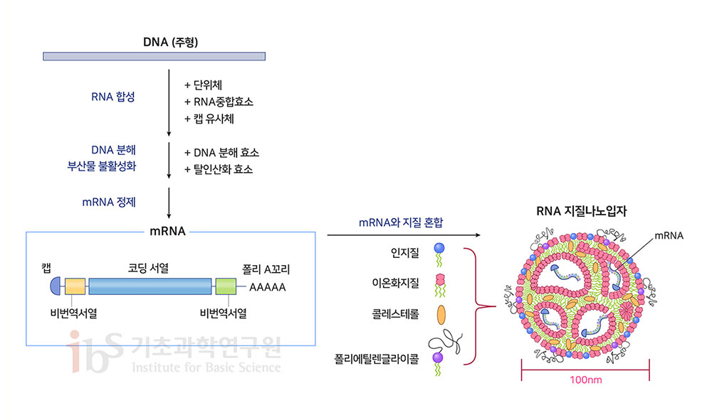 mRNA 백신의 구조와 제조 방법을 나타내는 이미지.

                DNA (주형) RNA 합성 + 단위체 + RNA중합효소 + 캡 유사체 DNA 분해 부산물 불활성화 + DNA 분해 효소 + 탈인산화 효소 mRNA 정제 mRNA 캡 비번역서열 코딩 서열 비번역서열 폴리 A꼬리 AAAAA mRNA와 지질 혼합 인지질 이온하지질 콜레스테롤 폴리에틸렌글라이콜 RNA 지질나노입자 mRNA 100nm