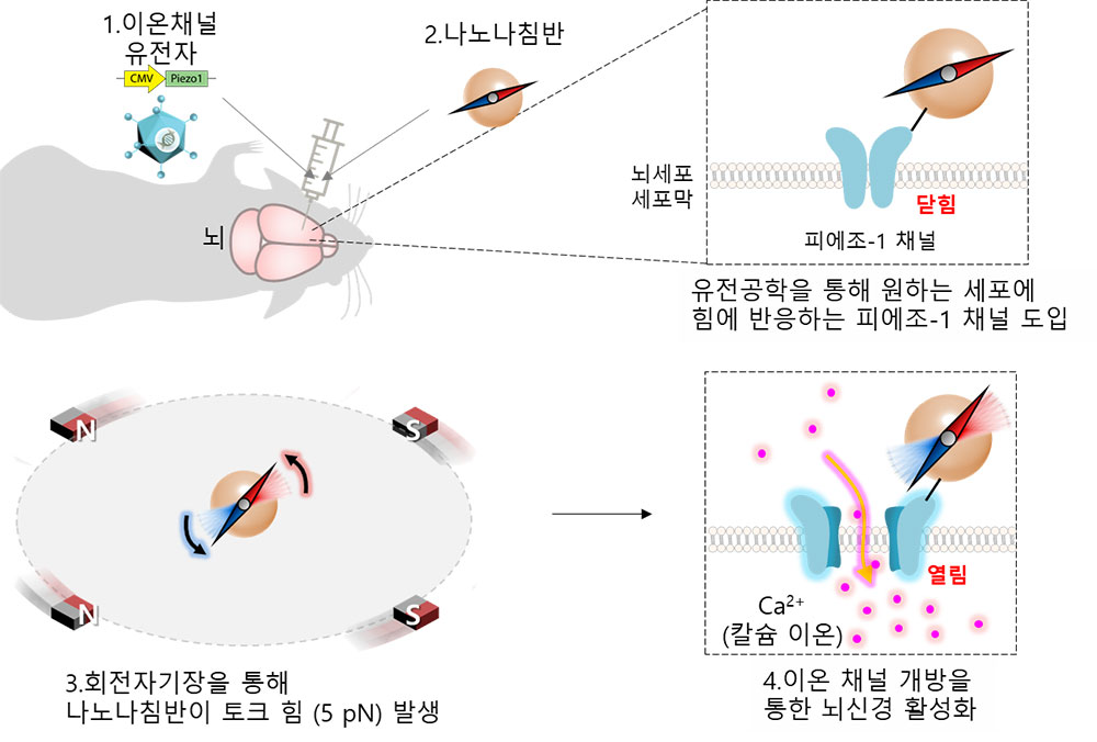 그림 1. 나노 자기유전학