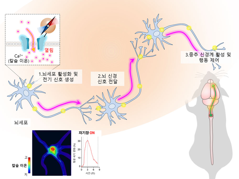 그림 3. 자기유전학을 통한 뇌 신경 활성화