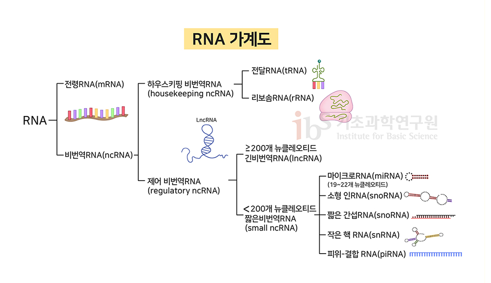 RNA 가계도 이미지.

                RNA 전령RNA(mRNA) 비번역RNA(ncRNA) 하우스키핑 비번역 RNA (housekeeping ncRNA) 전달 RNA(tRNA) 리보솜꿈(rRNA) 제어 비번역RNA (regulatory ncRNA) 200개 뉴클레오티드 긴비번역RNA(lncRNA) 200개이상 뉴클레오티드 짧은번역RNA(small ncRNA) 마이크로RNA(miRNA) (19~22개 뉴클레오티드) 소형 인RNA(snoRNA) 짧은 간섭RNA(snoRNA) 작은 핵 RNA(snRNA) 피위-결합 RNA(piRNA)