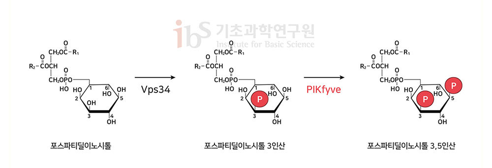 포스파티딜 이노시톨의 인산화 과정을 나타내는 이미지.

                포스파티딜이노시톨 Vps34 포스파티딜이노시톨 3인산 PIKfyve 포스파티딜이노시톨 3,5인산