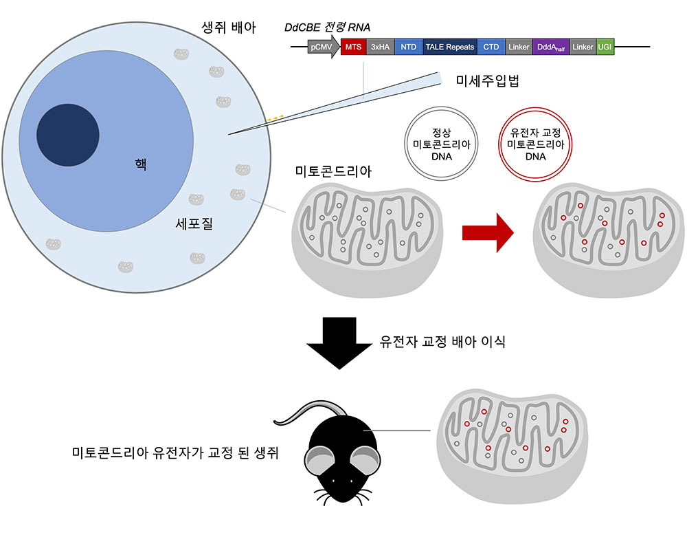 [그림1] DdCBE 미세주입법을 이용한 미토콘드리아 DNA 교정 생쥐 제작