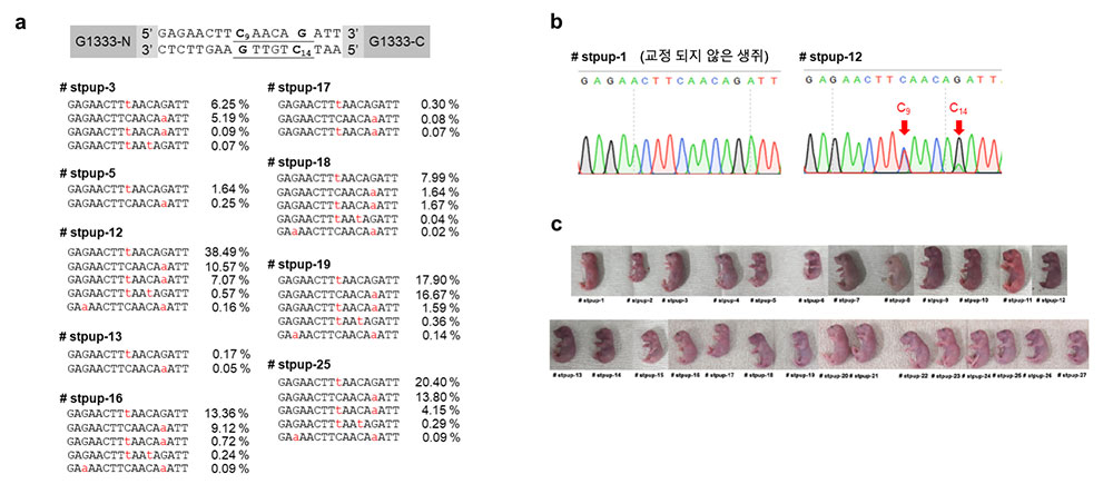 [그림2] DdCBE를 이용한 미토콘드리아 DNA 교정 생쥐 제작