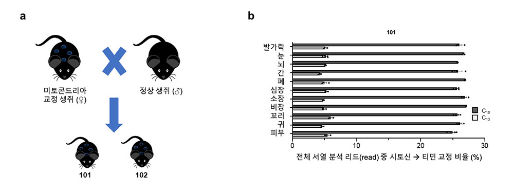 DdCBE에 의해 교정된 미토콘드리아 DNA의 자손세대 전달