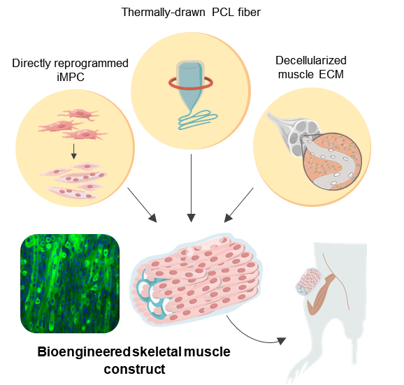 Figure 1. Schematic illustration of the 3D skeletal muscle-like bioengineered constructs