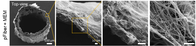 Figure 2. SEM image of the porous PCL scaffold with MEM