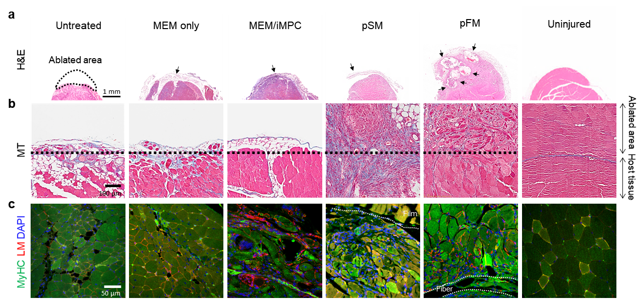 Figure 3. Recovery of the ablated muscle tissue a) 1 week and b-c) 4 weeks after transplantation