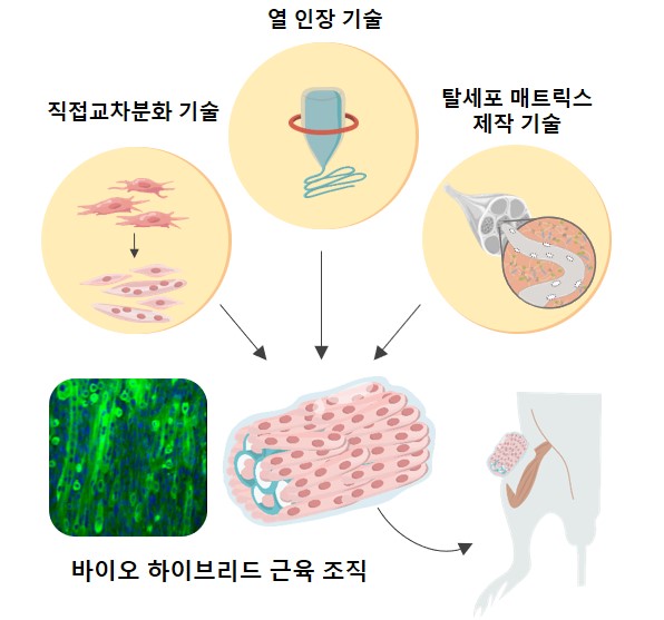 연구진이 개발한 인공 근육 조직 개발 및 생체 적용 모식도