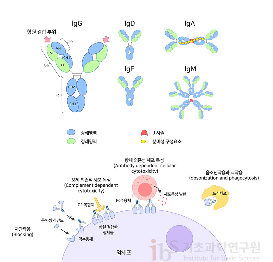 5가지의 동종을 가지고 있는 체내 항체 IgG, IgD, IgA, IgE, IgM를 나타내는 이미지.

                항원 결합 부위 lgG lgD lgA lgE lgM 중쇄영역 경쇄영역 J 사슬 분비성 구성요소 차단작용(Blocking) 암세포 용해성 리간드 막수용체 보체 의존적 세포 독성 (Complement dependent cytotoxicity) C1 복합체 항원 결합한 항체들 항체 의존성 세포 독성 (Antibody dependent cellular cytotoxicity) Fc수용체 세포독성 발현 옵소닌작용과 식작용 (opsonization and phagocytosis) 포식세포
