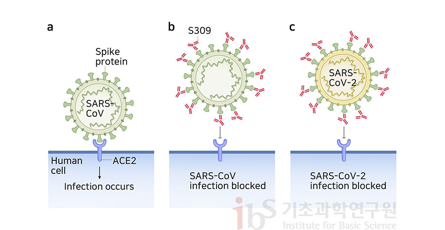 코로나19 항체치료제(S309)는 사스코로나바이러스-2의 스파이크단백질과 결합해 바이러스를 중화한다. 감염의 시작 단계인 세포의 ACE2 수용체와 스파이크단백질의 결합을 막는 전략을 나타내는 이미지.

                a Spike protein SARS-CoV Human cell ACE2 Infection occurs b S309 SARS-CoV infenction blocked c SARS-CoV-2 SARS-CoV-2 infection blocked
