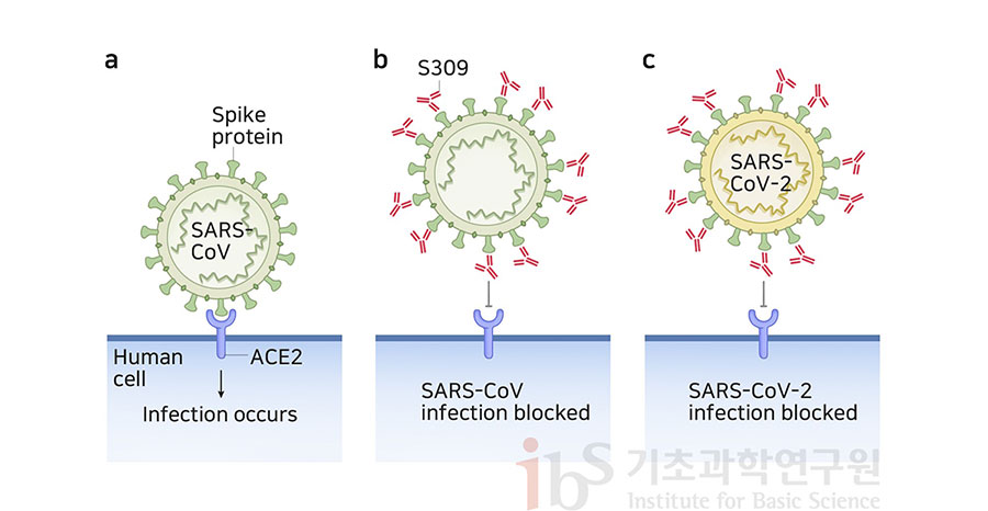코로나19 항체치료제(S309)는 사스코로나바이러스-2의 스파이크단백질과 결합해 바이러스를 중화한다. 감염의 시작 단계인 세포의 ACE2 수용체와 스파이크단백질의 결합을 막는 전략을 나타내는 이미지.

                a Spike protein SARS-CoV Human cell ACE2 Infection occurs b S309 SARS-CoV infenction blocked c SARS-CoV-2 SARS-CoV-2 infection blocked