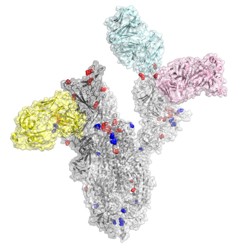 사스코로나바이러스-2 스파이크단백질의 수용체결합영역(RBD)에 결합한 항체의약품을 나타내는 이미지.