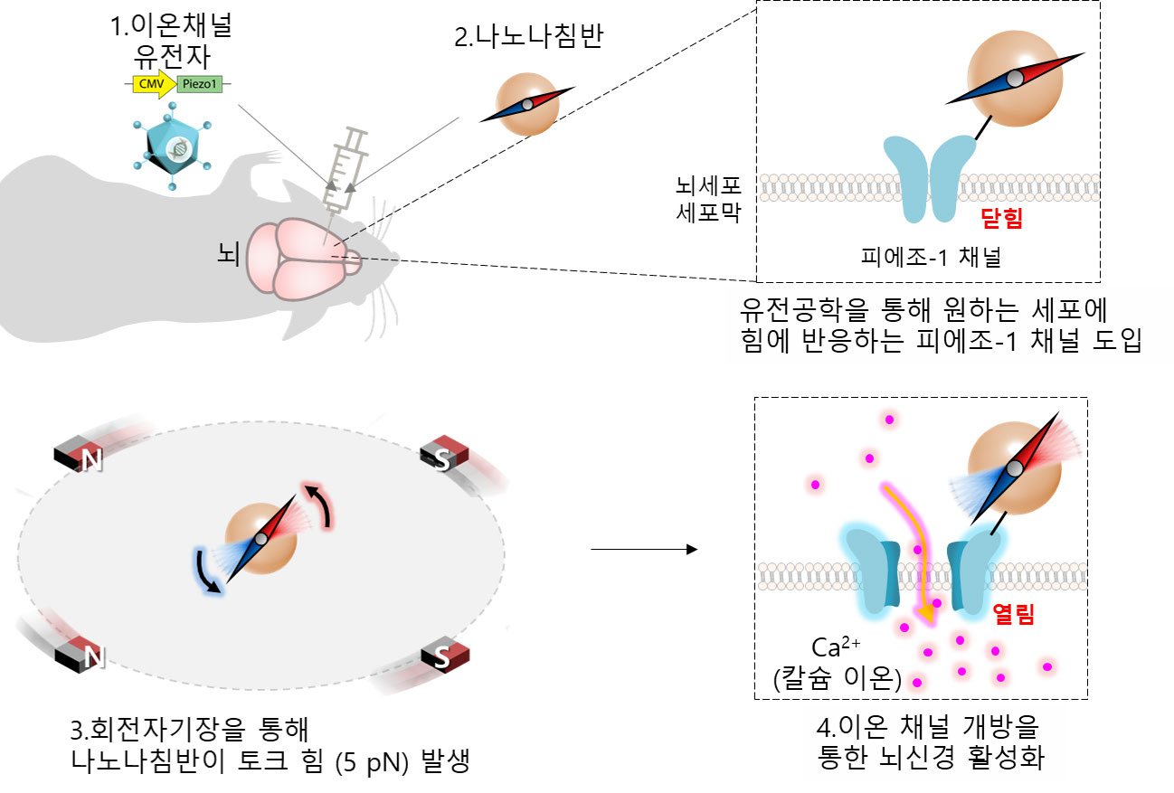 1)쥐 뇌의 원하는 세포에 피에조-1이온채널과 2)나노 나침반을 주입한 후 3)자기장을 가해주면 나노나침반이 5PN의 회전력을 발생하며 돌아간다. 4)피에조-1 이온채널이 이에 반응하여 열리면 칼슘이온이 세포 내로 유입되어 뇌세포가 활성화 된다.