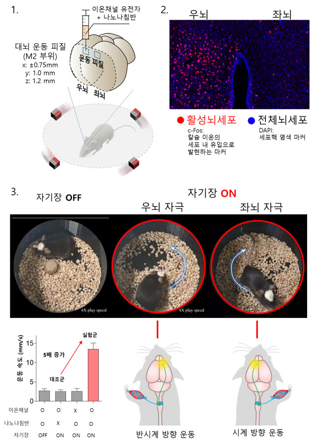 나노나침반을 이용해 쥐 우뇌를 활성화시키면 쥐의 왼발 운동신경이 활성화되어 반시계 방향으로 운동한다. 반대로 좌뇌에 나노 나침반을 주입해 좌뇌를 자극하면 오른발 운동신경이 활성화되어 시계 방향으로 운동한다. 쥐의 운동능력은 대조군에 비해 5배나 향상됐다.