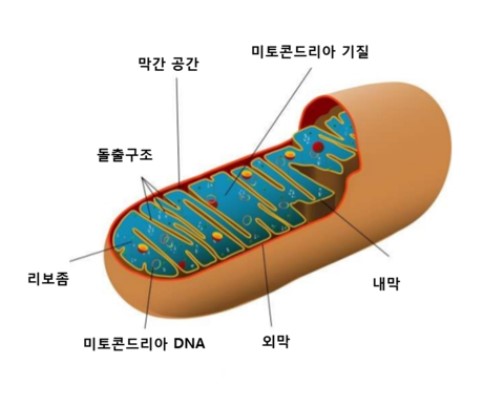 미토콘드리아의 구조