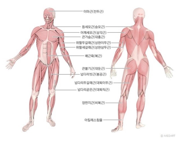 골격근의 분포