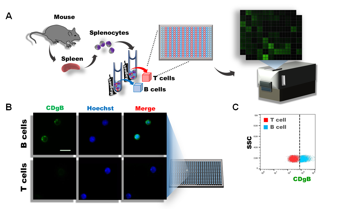 Figure 1. A) Splenocytes were isolated from mouse spleens, and T and B cells were separated using magnetic activated cell sorting (MACS). The cells were subsequently plated in 384 wells and over 10,000 different fluorescent molecules were screened using DOFLA. B) Fluorescence microscope image shows that CDgB stains B cells but not T cells. C) Flow cytometry graph of CDgB fluorescence vs SSC between T cell and B cell populations.