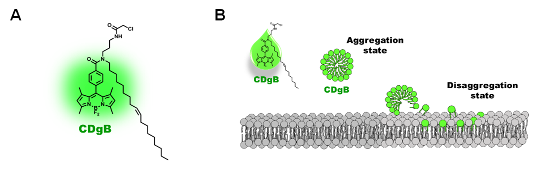 Figure 2. A) Structure of CDgB molecule. B) Free unbound CDgB forms aggregates in solution, which dissociates when they bind to lipid membranes.