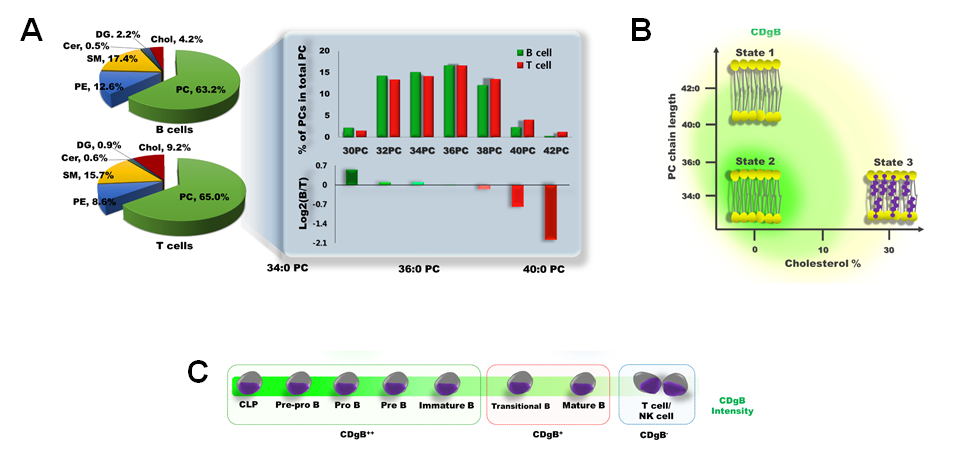 Figure 3. A) Difference in membrane lipid composition between B cells and T cells. B) CDgB selectively stains lipid membranes of B cells which possess shorter PC chain length and a lower percentage of cholesterol. C) CDgB shows higher fluorescence in immature B cells (CDgB++) than in mature B cells (CDgB+) or other lymphocytes (CDgB-).