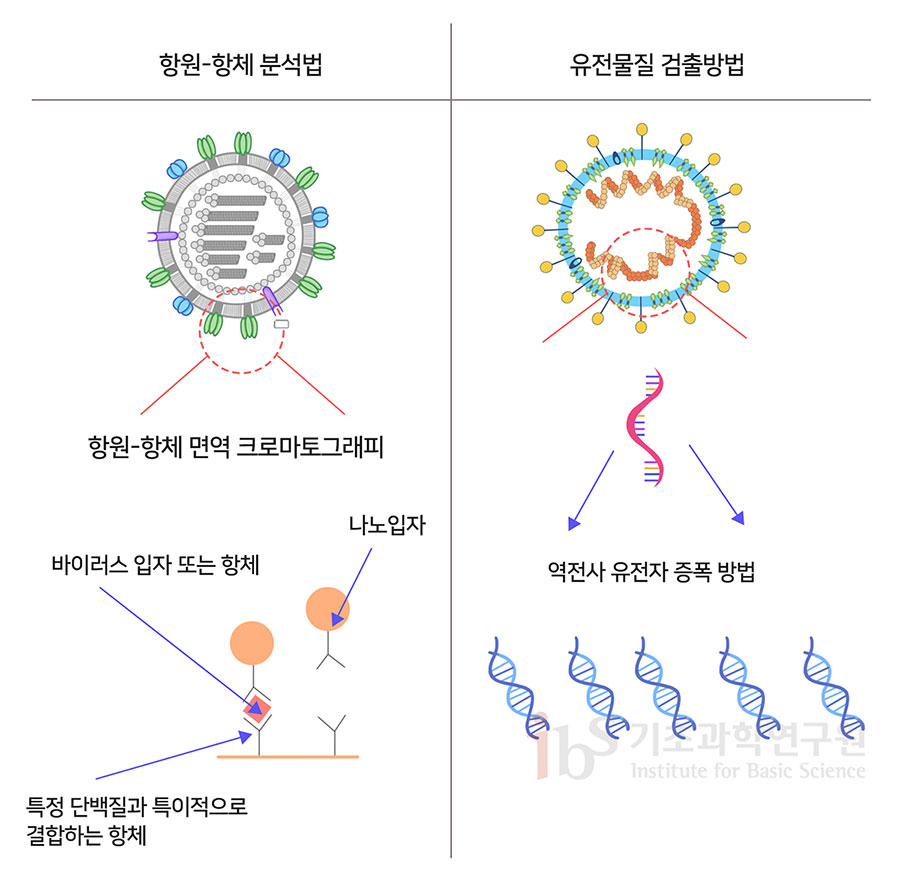 항원-항체 분석법과 유전물질 검출방법을 나타내는 이미지.

                항원-항체 분석법
                항원-항체 면역 크로마토그래피 바이러스 입자 또는 항체 나노입자 특정 단백질과 특이적으로 결합하는 항체

                유전물질 검출방법
                역전사 유전자 증폭 방법