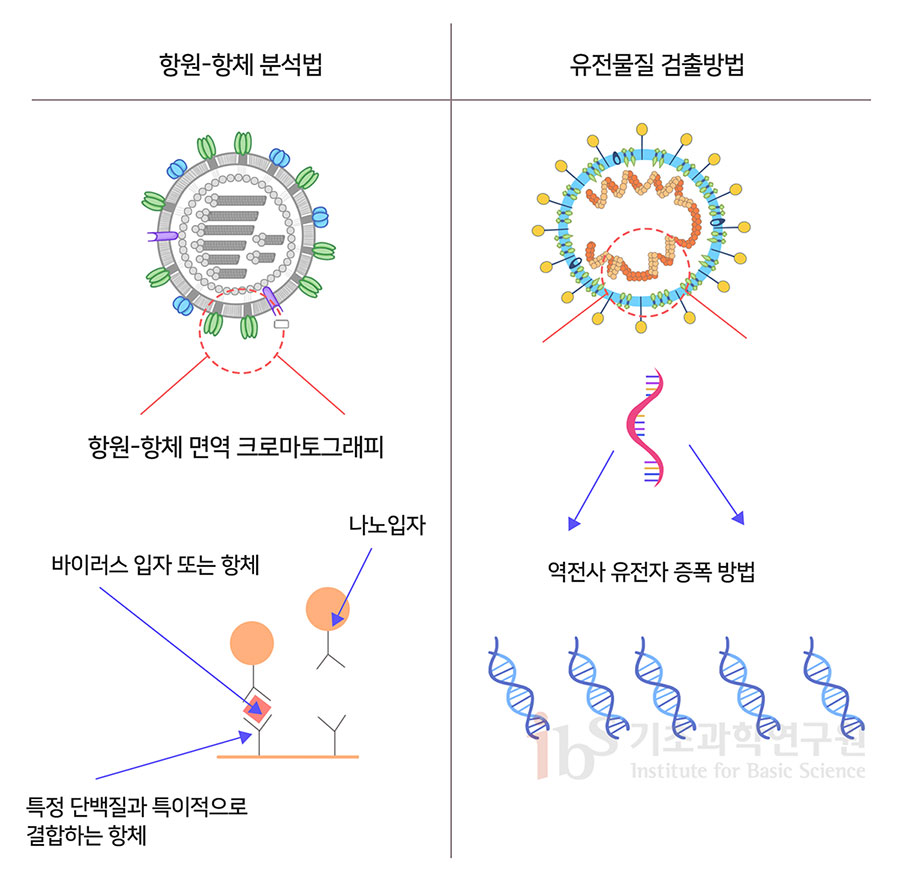 항원-항체 분석법과 유전물질 검출방법을 나타내는 이미지.

                항원-항체 분석법
                항원-항체 면역 크로마토그래피 바이러스 입자 또는 항체 나노입자 특정 단백질과 특이적으로 결합하는 항체

                유전물질 검출방법
                역전사 유전자 증폭 방법