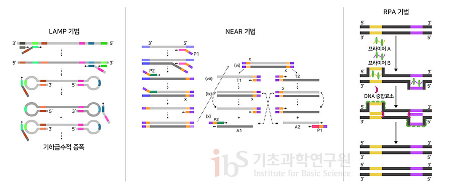 등온증폭법의 세 가지 사례를 나타내는 이미지.


                LAMP 기법 기하급수적 증폭
                NEAR 기법
                RPA 기법 프라이머 A 프라이머 B DNA 중합효소