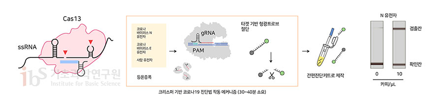 크리스퍼 기반 코로나19 진단법의 작동 메커니즘을 나타내는 이미지.

                Cas13 ssRNA 크리스퍼 기반 코로나19 진단법 작동 메커니즘 (30~40분 소요) 코로나바이러스 N 유전자 코로나 바이러스 E 유전자 사람 유전자 등온증폭 gRNA PAM 타겟 기반 형광프로브 절단 간편진단키트로 제작 N 유전자 카피/yL