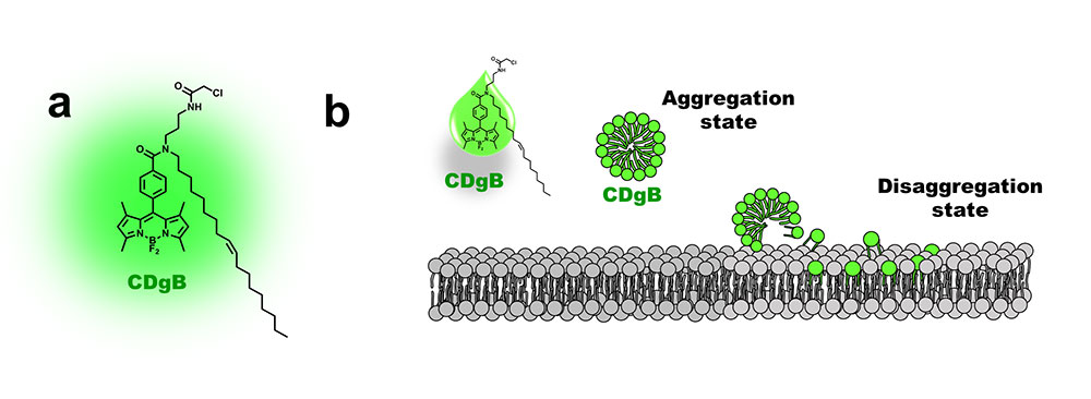 [그림 2] CDgB의 구조와 형광 발현 메커니즘