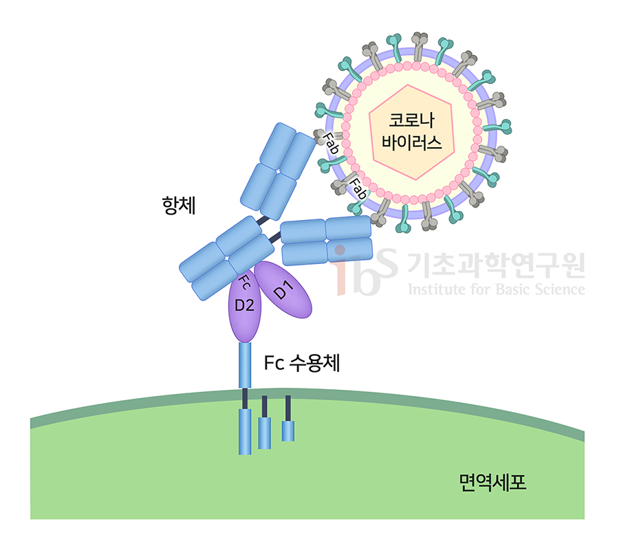 항체는 병원체에 따라 다른 모양을 갖는 Fab와 공통부분인 Fc로 나뉜다. 이중 Fc가 일부 면역세포가 가진 Fc 수용체와 결합해야 면역세포 내로 유입을 나타내는 이미지.

                코로나바이러스 항체 Fc 수용체 면역세포