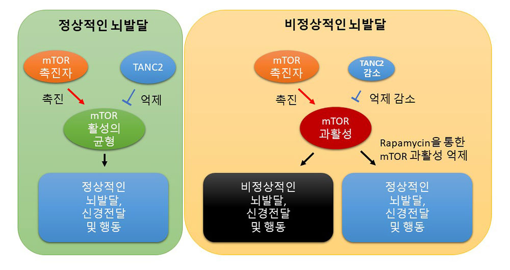 그림 1. TANC2에 의한 mTOR 신호전달체계의 균형 유지 모식도