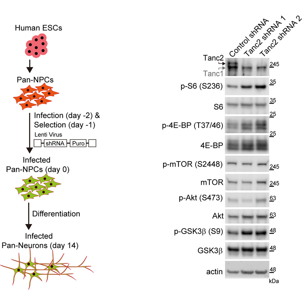 그림 4. 인간 줄기세포 유래 신경세포에서 TANC2의 발현을 감소시켰을 때 mTOR 신호전달체계의 과활성이 나타남