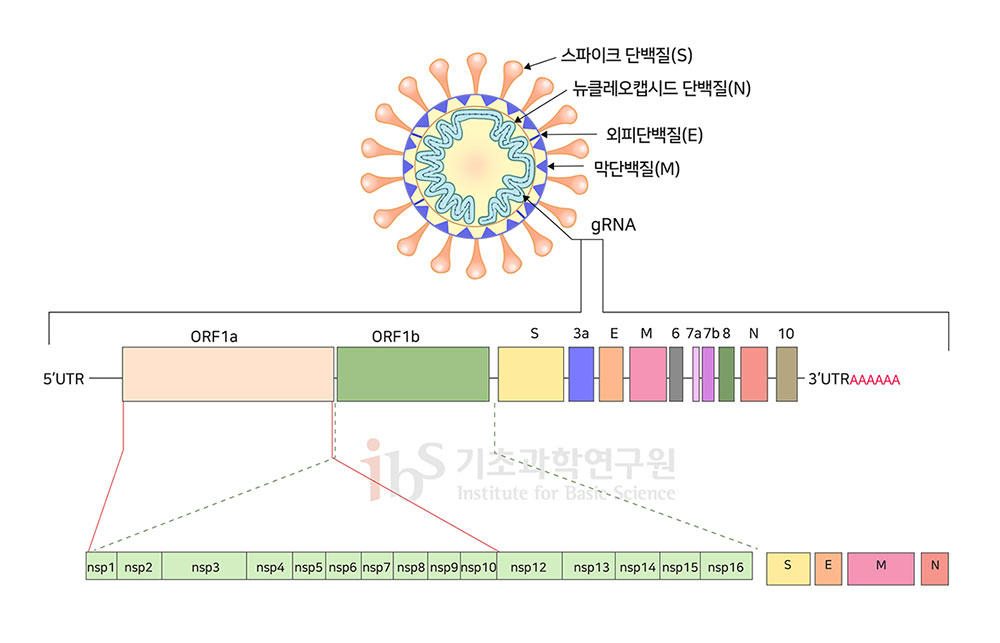 사스코로나바이러스-2 16개의 비구조단백질을 나타내는 이미지.

                스파이크 단백질 (S) 뉴클레오캡시드 단백질(N) 외피단백질(E) 막단백질(M) gRNA 5'UTR ORF1a ORF1b S 3a E M 6 7a 7b 8 N 10 3'UTRAAAAAA nsp1 nsp2 nsp3 nsp4 nsp5 nsp6 nsp7 nsp8 nsp 9 nsp10 nsp 12 nsp13 nsp14 nsp15 nsp16 S E M N