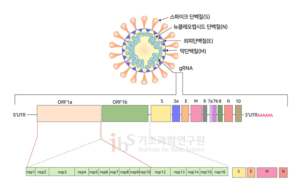 사스코로나바이러스-2 16개의 비구조단백질을 나타내는 이미지.

                스파이크 단백질 (S) 뉴클레오캡시드 단백질(N) 외피단백질(E) 막단백질(M) gRNA 5'UTR ORF1a ORF1b S 3a E M 6 7a 7b 8 N 10 3'UTRAAAAAA nsp1 nsp2 nsp3 nsp4 nsp5 nsp6 nsp7 nsp8 nsp 9 nsp10 nsp 12 nsp13 nsp14 nsp15 nsp16 S E M N