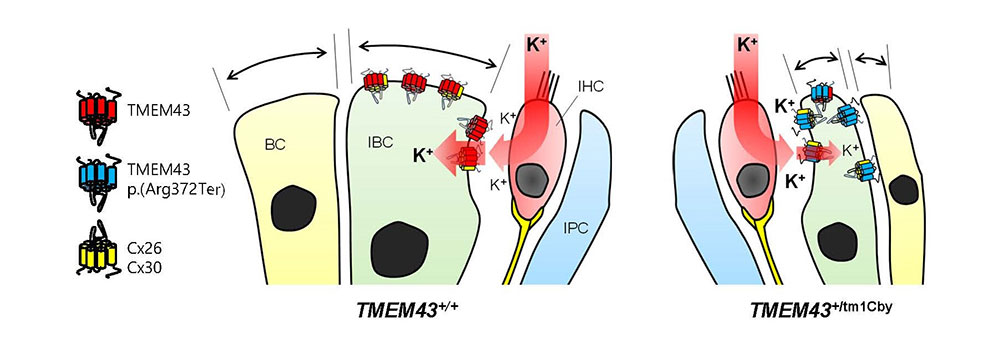 [그림 3] TMEM43 p.Arg372Ter 의 분자적 메커니즘 모식도
