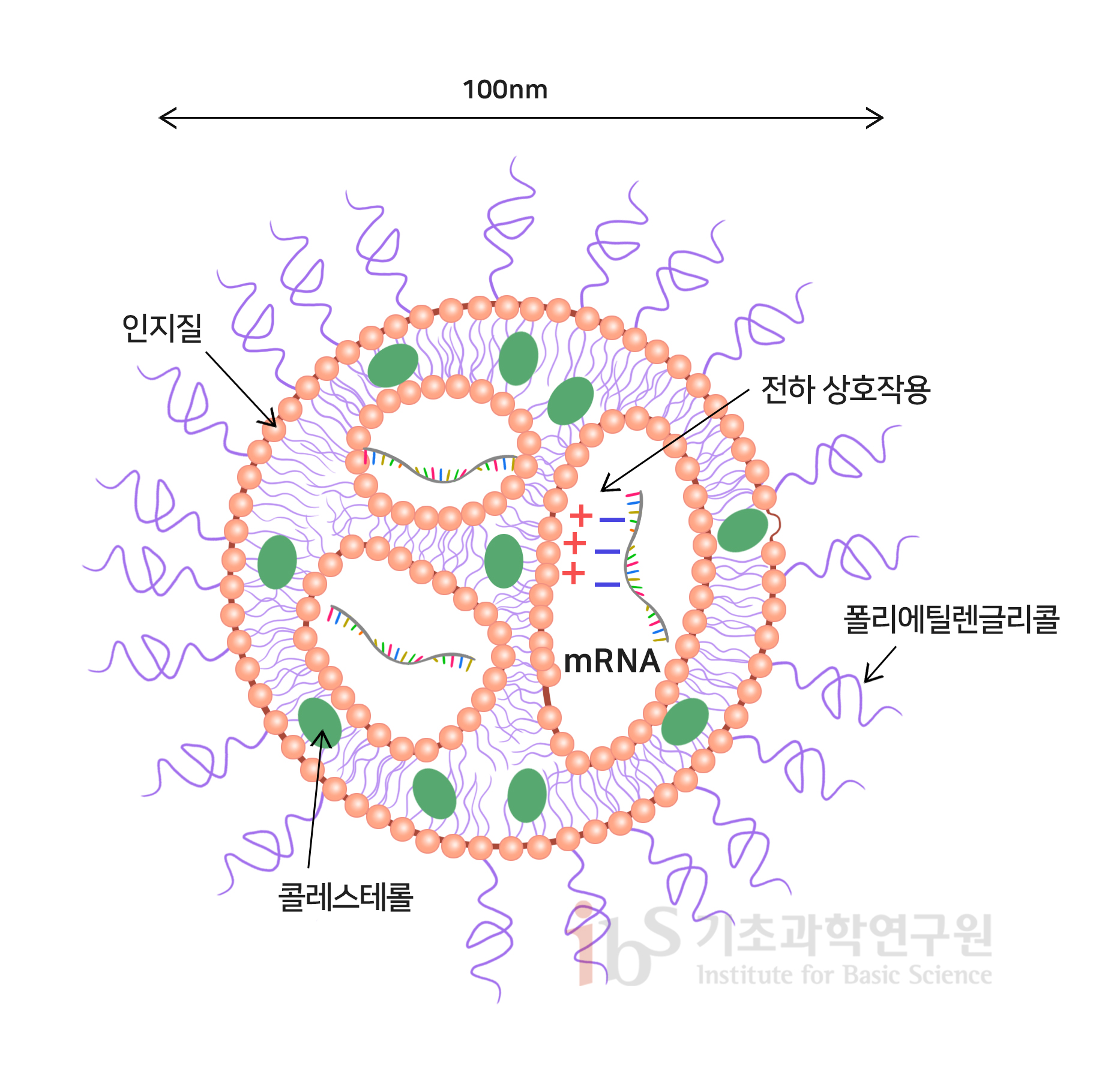 지질나노입자(LNP)의 모식도 이미지.
                100nm 인지질 전하 상호작용 폴리에틸렌글리콜 콜레스테롤 mRNA