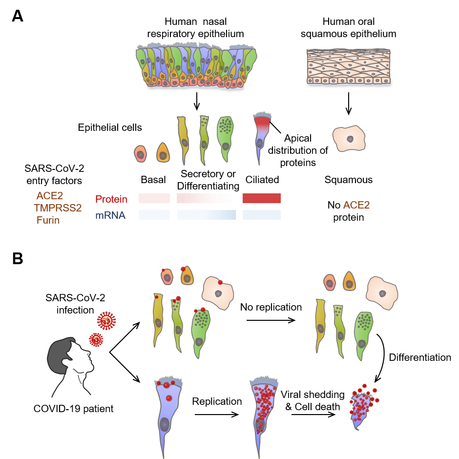 Figure 3. Multiciliated epithelial cells are the main site for SARS-CoV-2 replication and shedding in nasal respiratory epithelium